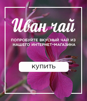 Ivan nők tea (öntsünk csésze forró vízzel) Ivan tea nőknek