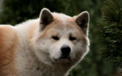 Cum de a instrui akita-inu cum să antrenezi un catelus akita aduce un câine de rasă Akita Inu