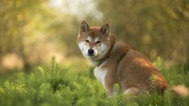 Cum de a instrui akita-inu cum să antrenezi un catelus akita aduce un câine din rasa Akita Inu