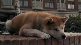 Cum să pregătești akita-inu cum să antrenezi un catelus akita aduce un câine din rasa Akita Inu