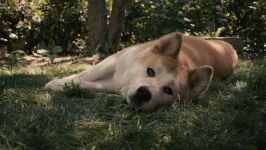 Cum de a instrui akita-inu cum să antrenezi un catelus akita aduce un câine de rasă Akita Inu