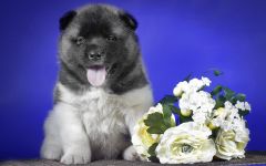 Cum de a instrui akita-inu cum să antrenezi un catelus akita aduce un câine din rasa Akita Inu