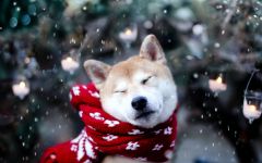Cum să pregătești akita-inu cum să antrenezi un catelus akita aduce un câine din rasa Akita Inu