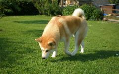 Cum să pregătești akita-inu cum să antrenezi un catelus akita aduce un câine din rasa Akita Inu