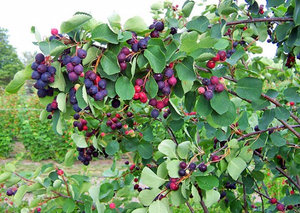 Care sunt varietatea de irgi, o descriere și fotografii ale tufelor de fructe de padure pentru gradina ta