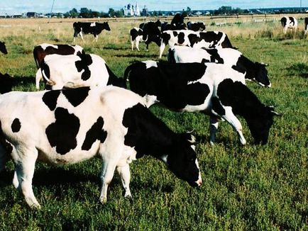 Ce rase de vaci de lapte sunt cea mai bunÄƒ descriere È™i productivitate - cea mai mare rasÄƒ de vaci de lapte din lume