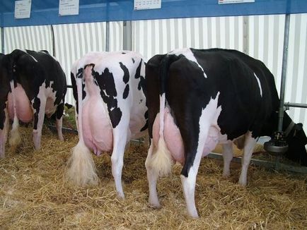 Ce rase de vaci de lapte sunt cea mai bunÄƒ descriere È™i productivitate - cea mai mare rasÄƒ de vaci de lapte din lume