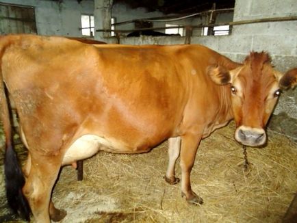 Які молочні породи корів найкращі опис і продуктивність - сама молочна порода корів в