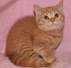 Які породи кішок мають руде забарвлення шерсті