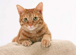 Які породи кішок мають руде забарвлення шерсті
