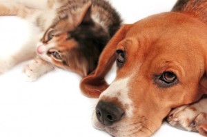 Як кішка з собакою - поради ветеринарного лікаря