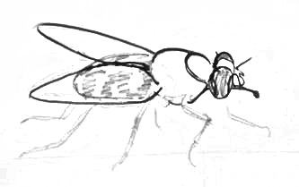 Як намалювати муху цокотуху поетапно олівцем