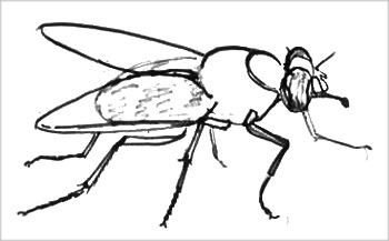 Як намалювати муху цокотуху поетапно олівцем