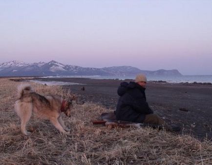 Cum de a învăța un husky să lucreze la un mistreț sălbatic