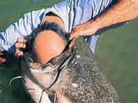 Як знешкодити спійману рибу від паразитів
