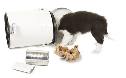 Cum să dezactivați un câine pentru a ridica gunoiul