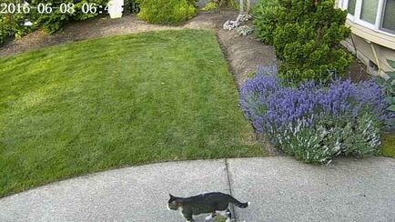 Як відучити сусідського кота гадити на мій газон - науковий підхід, сибірське домоволодіння