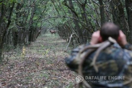 Cum de a vâna căprioare, alegem un loc și ademenim în mod corect