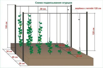 Як підв'язати огірки в теплиці з полікарбонату і у відкритому грунті за всіма правилами