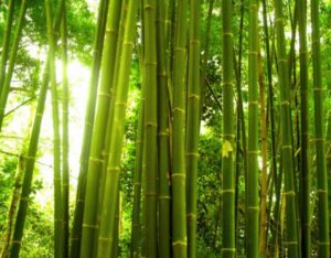 Как да се намали бамбука