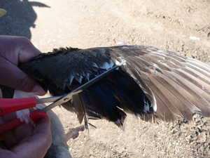 Як правильно обрізати крила гусям і качкам