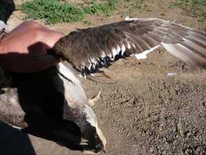 Як правильно обрізати крила гусям і качкам