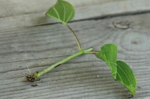 Cum de a propaga plante magice hortensie hortensie