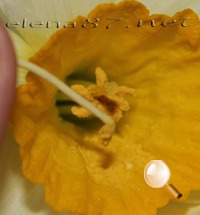 Cum sa faci stamine polen pentru flori cu florile tale ceramice propriile mâini