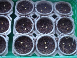 Cum să semene semințe într-un substrat de nucă de cocos, germeni de piper, blog verde