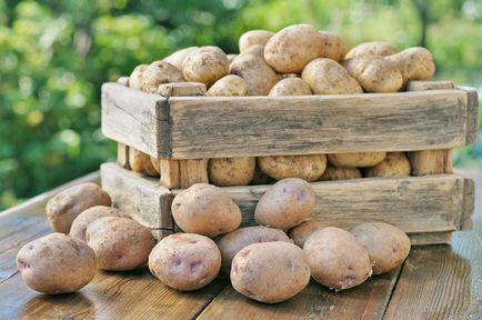 Як зберегти картоплю в квартирі -