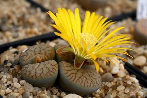 Cactus lithops, pietre vii, întreținere, îngrijire, fotografie