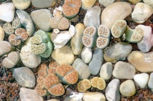 Cactus lithops, pietre vii, întreținere, îngrijire, fotografie