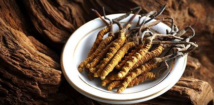 Hogyan válasszuk ki a minőségi cordyceps és nem fut be egy hamis, a lényeg az egészség