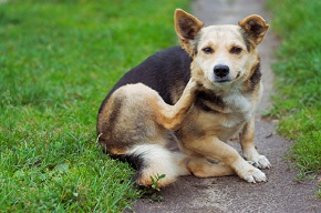 Hogyan válasszuk ki a bolha nyakörvek kutyák számára
