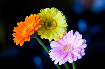 Cum să crească soiuri gerbera de casă, plantare, îngrijire