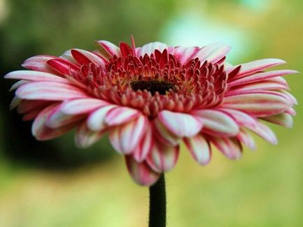 Cum să crească soiuri gerbera de casă, plantare, îngrijire