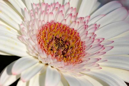 Cum să crească soiuri gerbera de casă, plantare, îngrijire