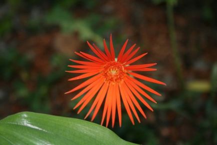 Cum să crească soiuri gerbera de casă, plantare, îngrijire