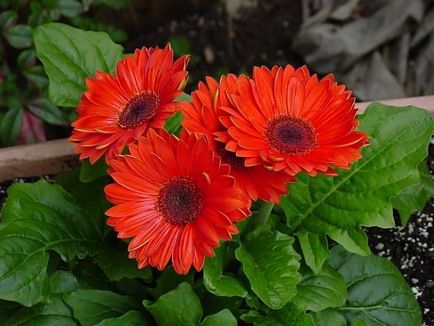 Cum să crească soiuri gerbera de casă, plantare, îngrijire