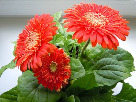 Cum să crească soiuri gerbera de casă, plantare, îngrijire