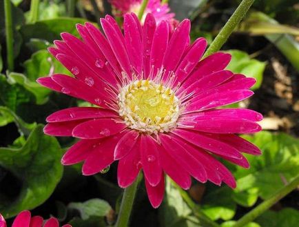 Cum să crească soiuri gerbera de casă, plantare, îngrijire