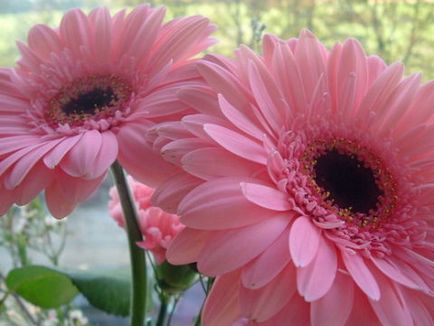 Cum să crească soiuri gerbera de casă, plantare, îngrijire