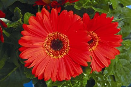 Cum să crească soiuri gerbera de casă, plantare, îngrijire