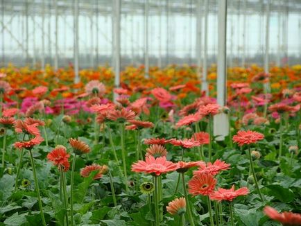 Cum să crească soiuri gerbera de casă, plantare, îngrijire