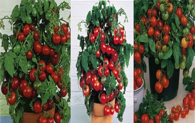 Cum să crească tomate case un miracol balcon, roșii de cireșe, harvesters vesel