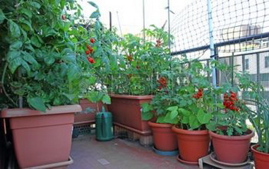 Cum să crească tomate case un miracol balcon, roșii de cireșe, harvesters vesel