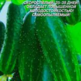 Як виростити огірки на балконі і в кімнаті сорти, розміщення, розмір