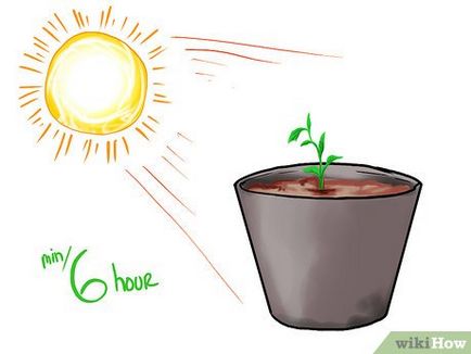 Cum să crească ardei ialapeno