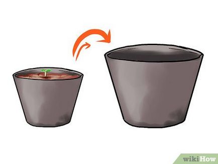 Cum să crească ardei ialapeno