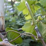 Hogyan növekszik a szőlő csemete a kezüket, a krími szőlő